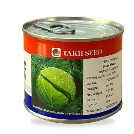 بذر کلم پیچ