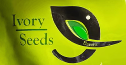 Ivory seeds