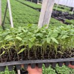 نشا گوجه‌ فرنگی