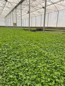 نشا گوجه فرنگی