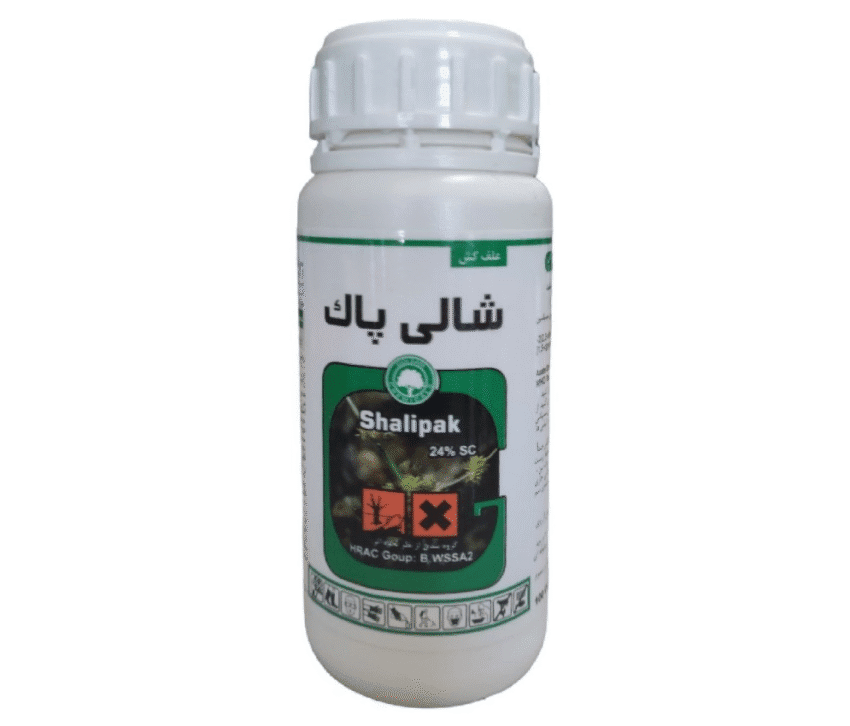 شالی پاک گلسم