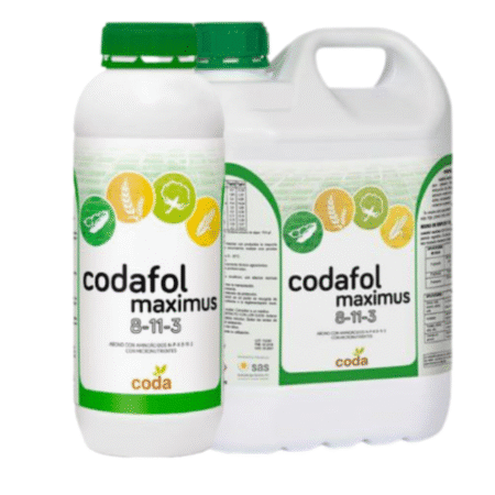 کود کدافول ماکسیموس